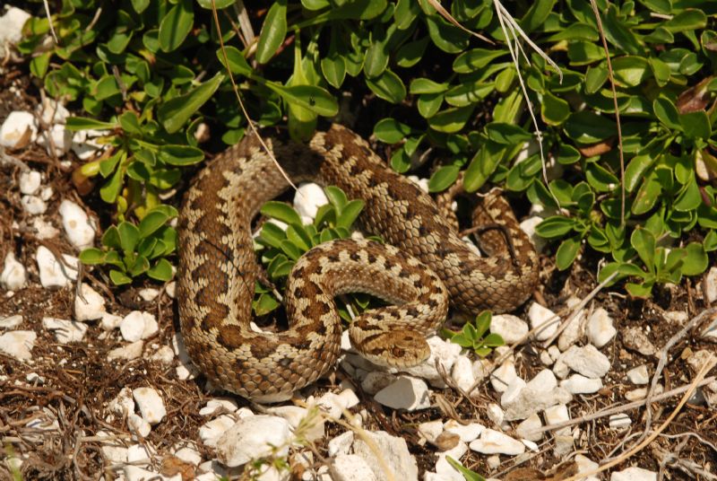 Vipera ursini e Podarcis muralis